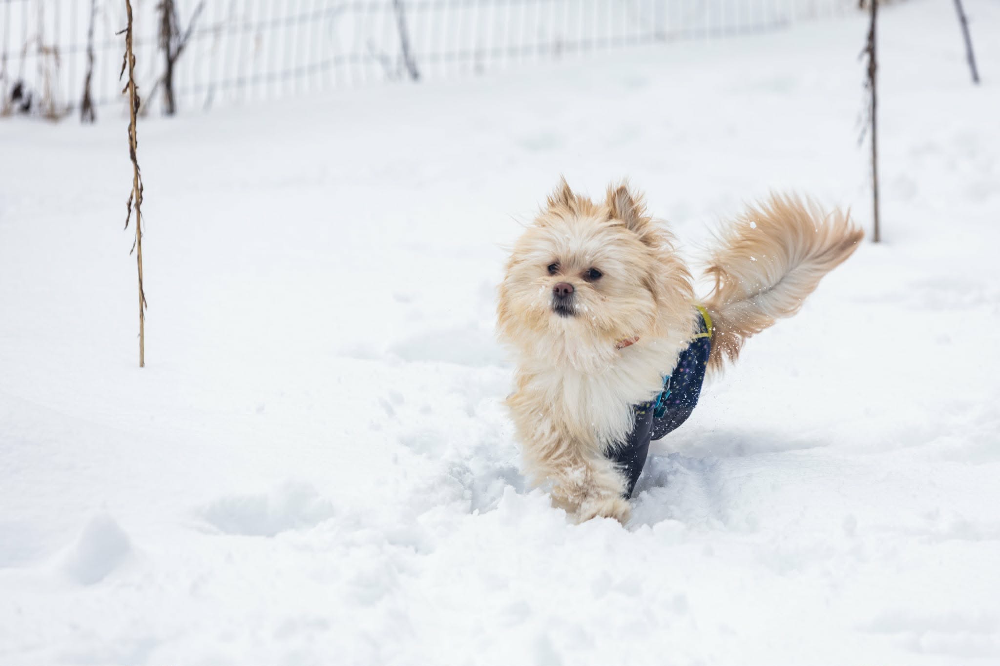A fluffy dog with a double coat standing in a snowy field